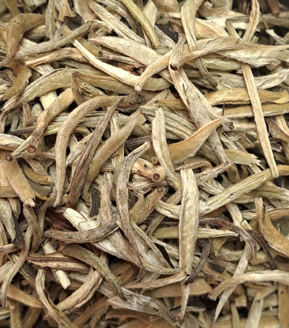 Tè bianco PAI MU TAN SILVERY NEEDLE - 50 g