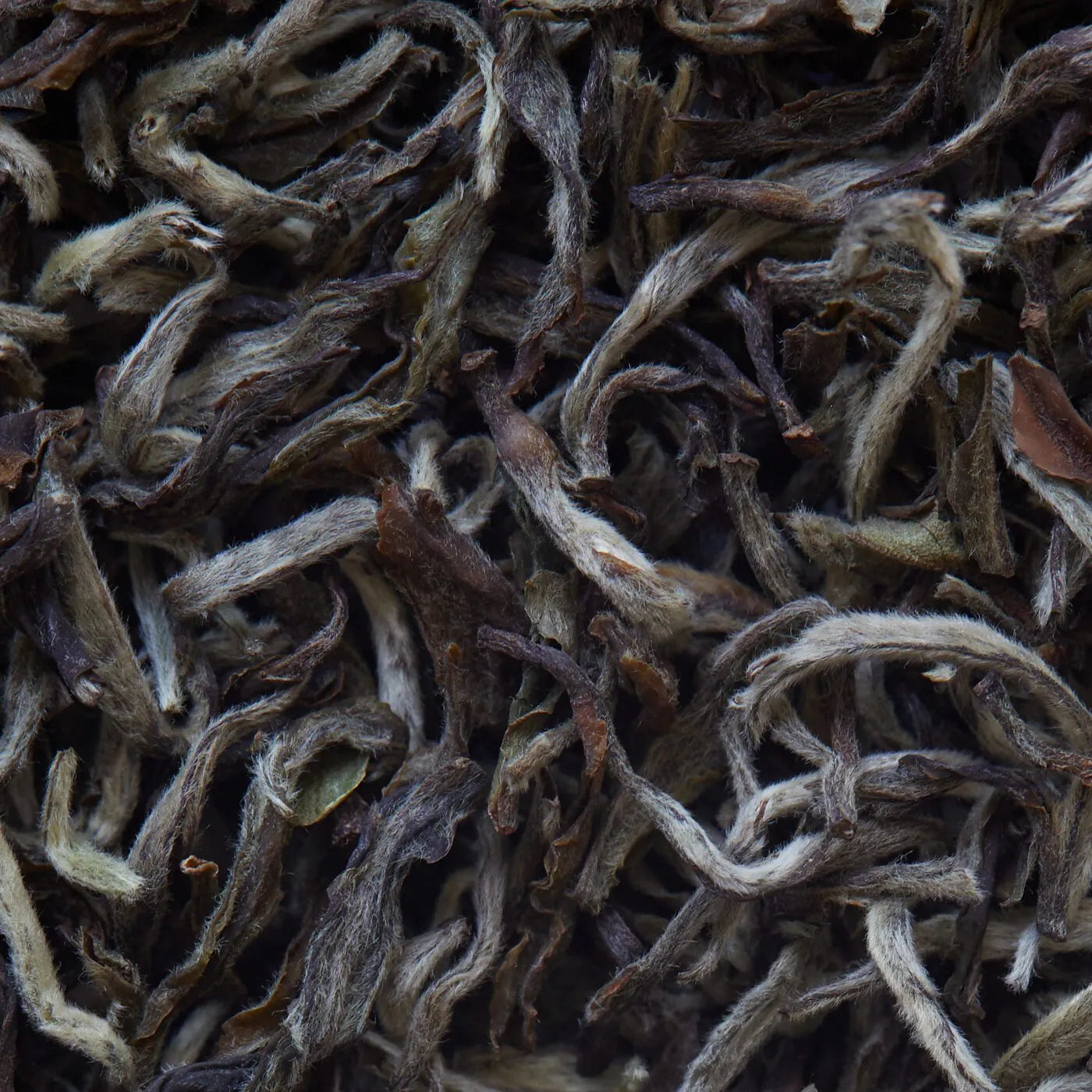 Tè bianco Nepal SHANGRI LA biologico - 50 g